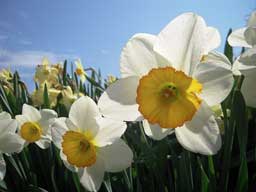 daffodils